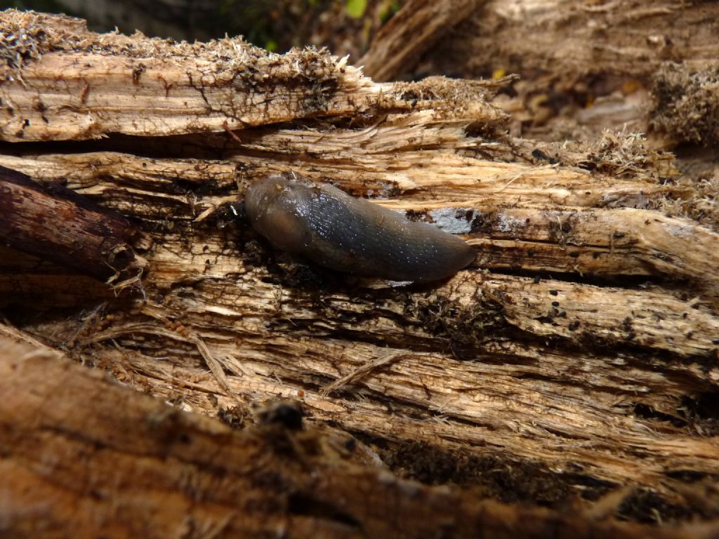 Molluschi da Limone Piemonte